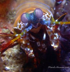 Manti Shrimp@Richilieu Rock Similan Islands 2007. Taken w... by Patrick Neumann 